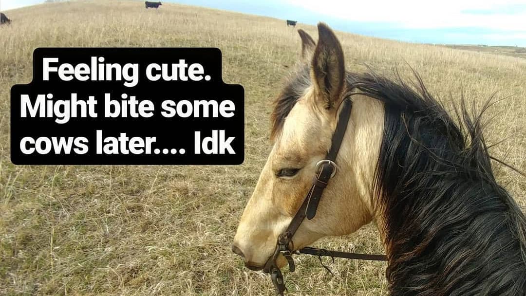 Feeling Cute Challenge meme template - Feeling Cute Challenge