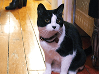 Felines of New York meme template - Felines of New York