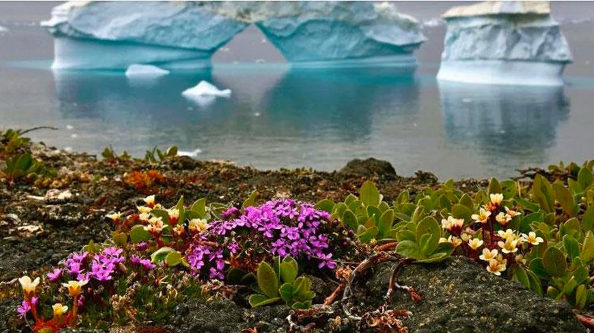 Flowers Are Blooming In Antarctica meme template - Flowers Are Blooming In Antarctica