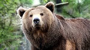 Four Pictures of Jennifer Lawrence meme template - Four Pictures of Jennifer Lawrence