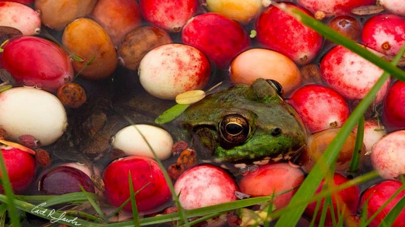 Frog and Cranberries It Must Be Fall meme template - Frog and Cranberries