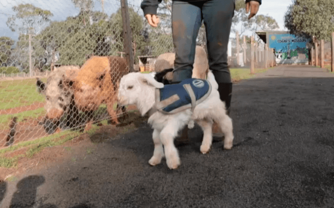 Frostie the Goat meme template - Frostie the Goat