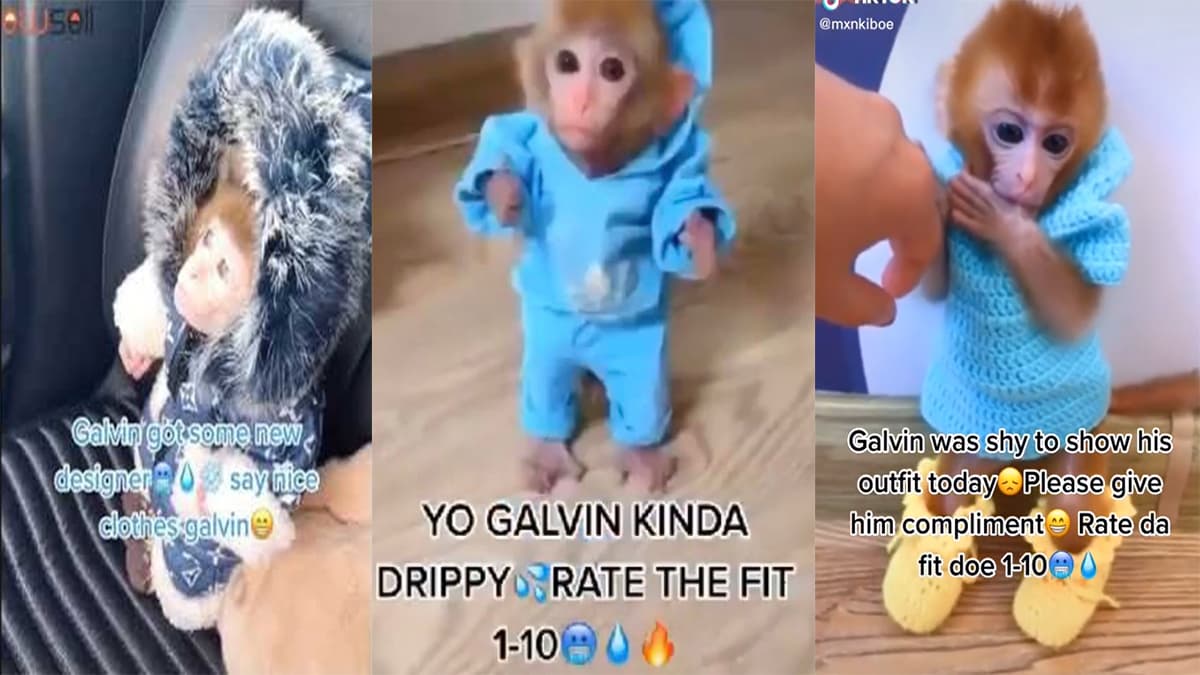 Galvin The Monkey meme template - Galvin The Monkey