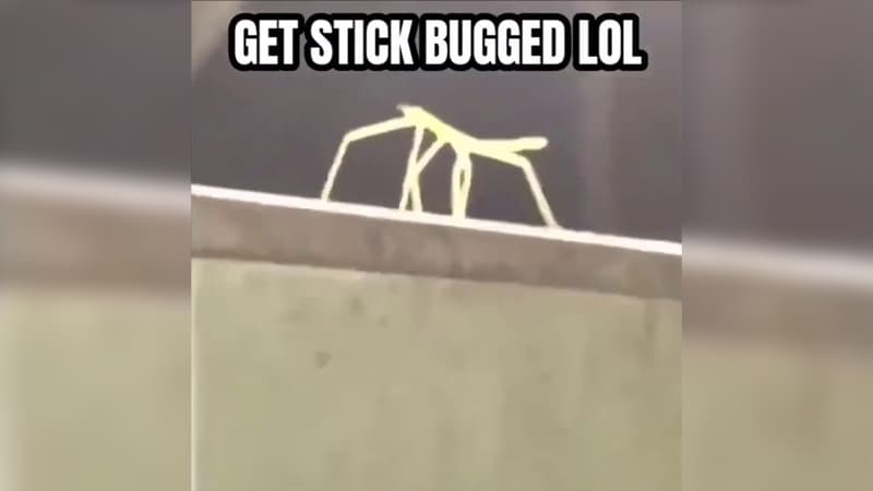 Get Stick Bugged Lol meme template - Get Stick Bugged Lol