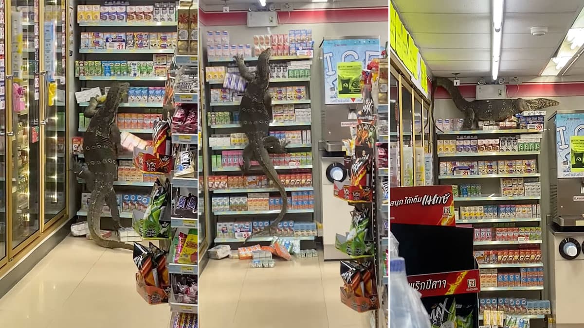 Giant Lizard Climbing Supermarket Shelves meme template - Giant Lizard Supermarket