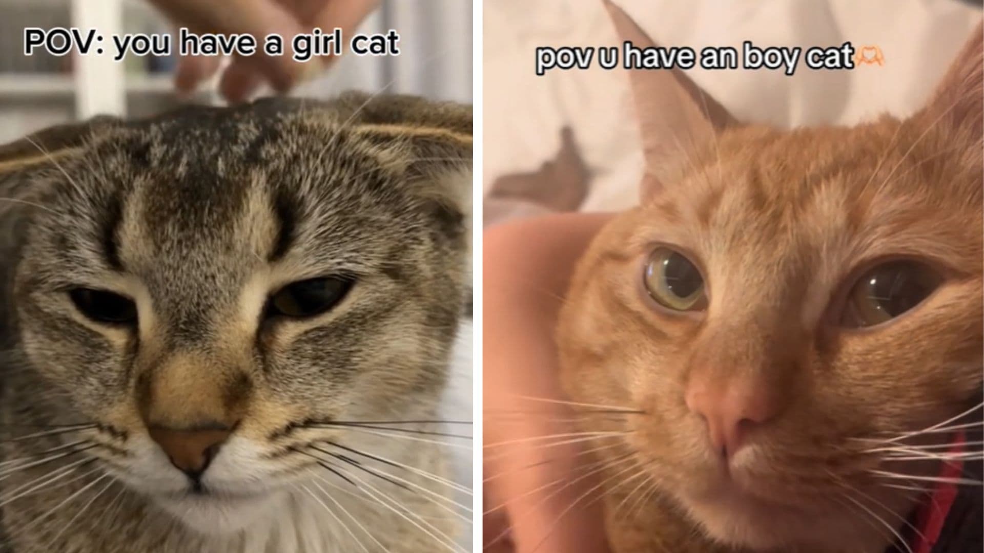 Girl Cat vs. Boy Cat Debate / POV: You Have A Girl Cat meme template - Girl Cat vs Boy Cat