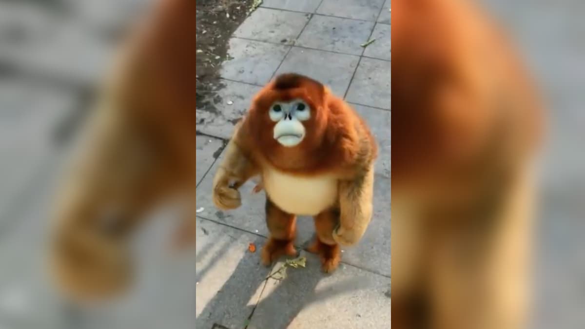 Golden Snub-Nosed Monkey Eating Berries meme template - Golden Snub-Nosed Monkey