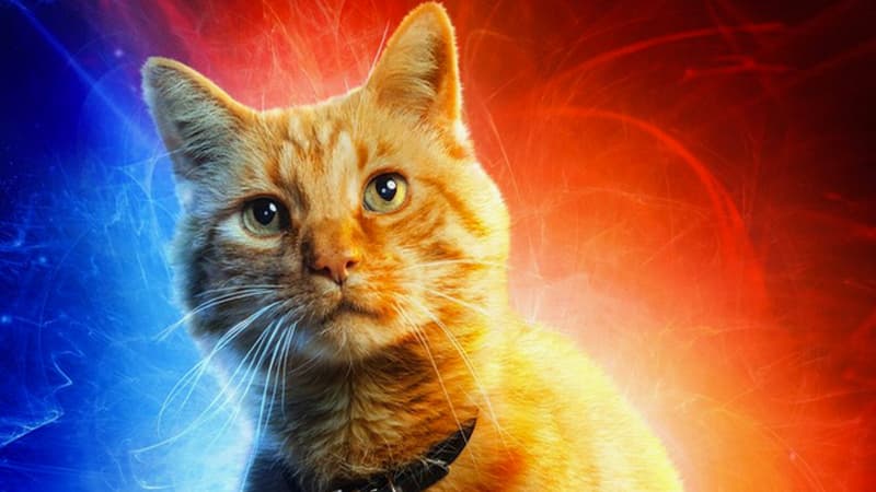 Goose the Cat meme template - Goose the Cat