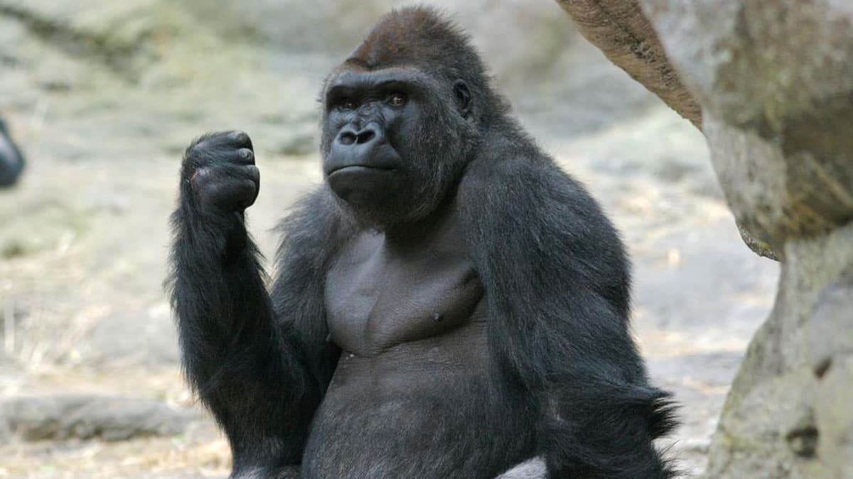 Gorilla Grip / Grip / Grippy (Slang) meme template - Gorilla Grip