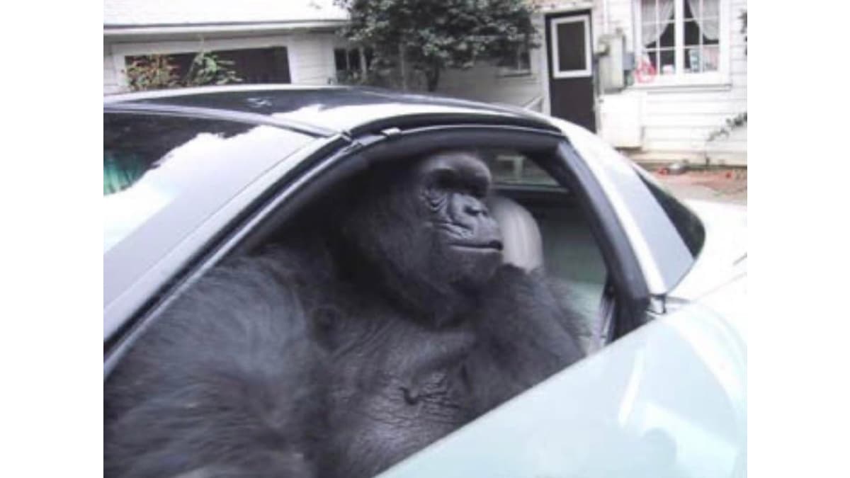 Gorilla In A Fucking Coupe meme template - Gorilla In A Fucking Coupe