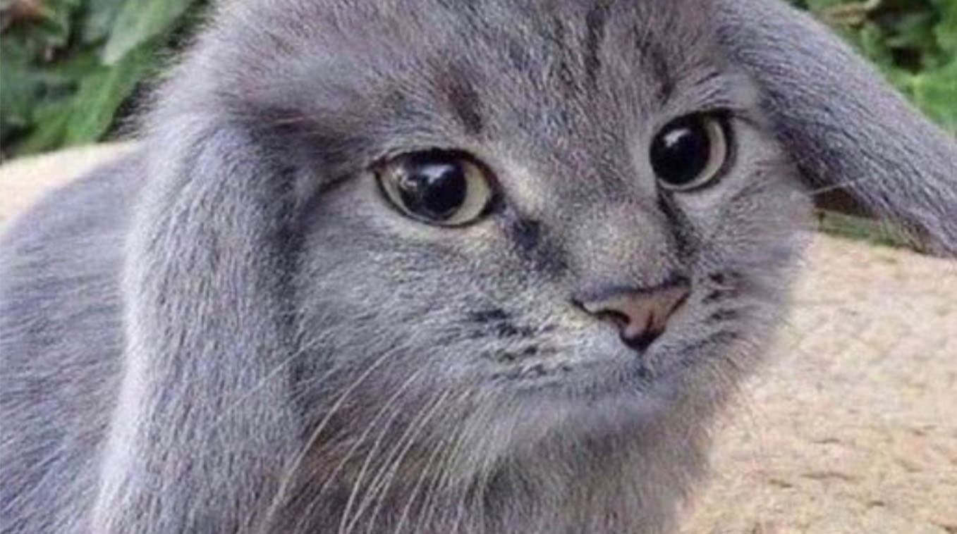 Gray Cabbit meme template - Gray Cabbit