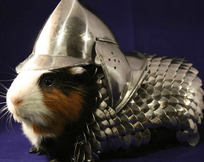Guinea Pig Armor Charity Auction meme template - Guinea Pig Armor Maker