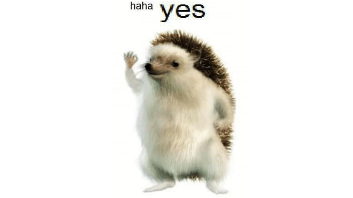 Haha Yes Hedgehog meme template - Haha Yes Hedgehog