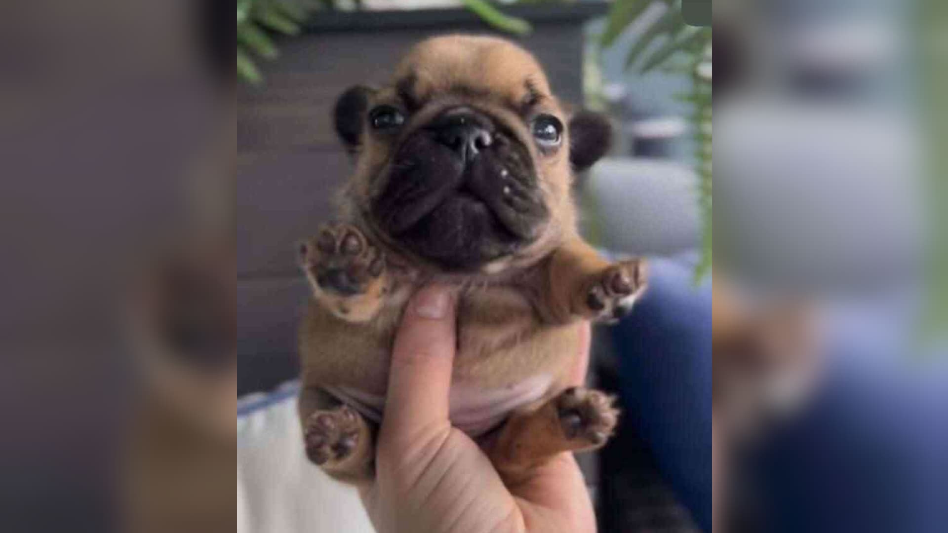 Handheld Pupper / Geeble meme template - Handheld Pupper