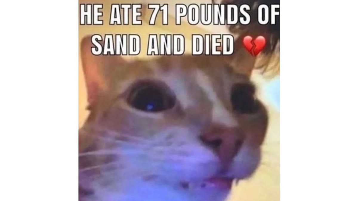 He Ate 71 Pounds of Sand And Died meme template - He Ate 71 Pounds of Sand