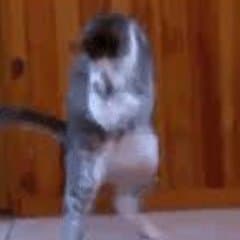 He Cookin' meme template - He Cookin