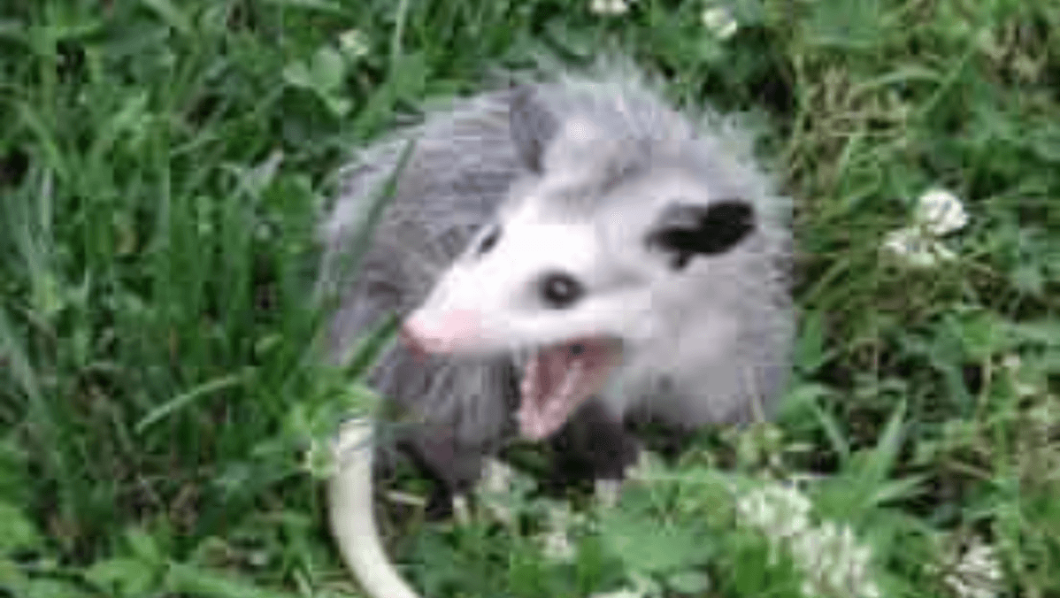 He Scream At Own Ass meme template - He Scream At Own Ass