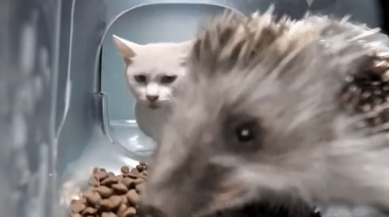 Hedgehog Eating Cat Food meme template - Hedgehog Eating Cat Food