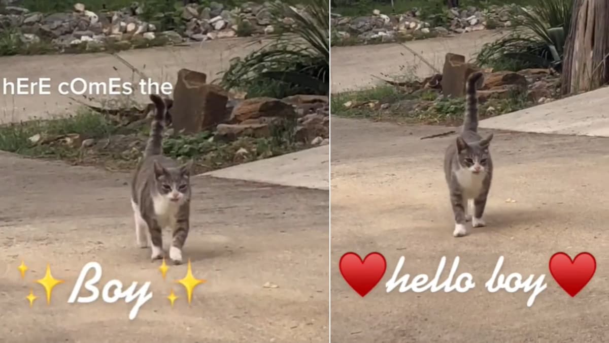 Here Comes The Boy, Hello Boy meme template - Here Comes The Boy