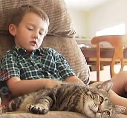 Hero Cat meme template - Hero Cat