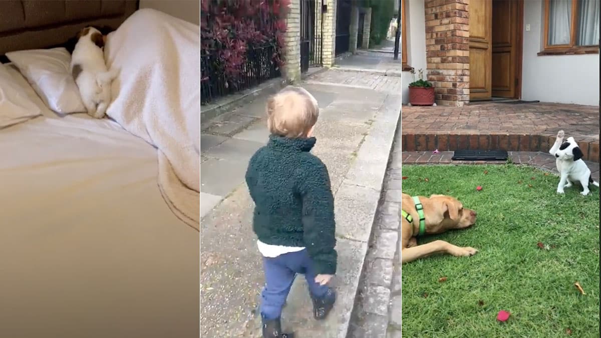 Hi Hi Good Morning meme template - Hi Hi Good Morning