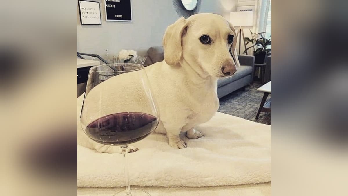 Homophobic Dog / Not Too Fond Of Gay People meme template - Homophobic Dog