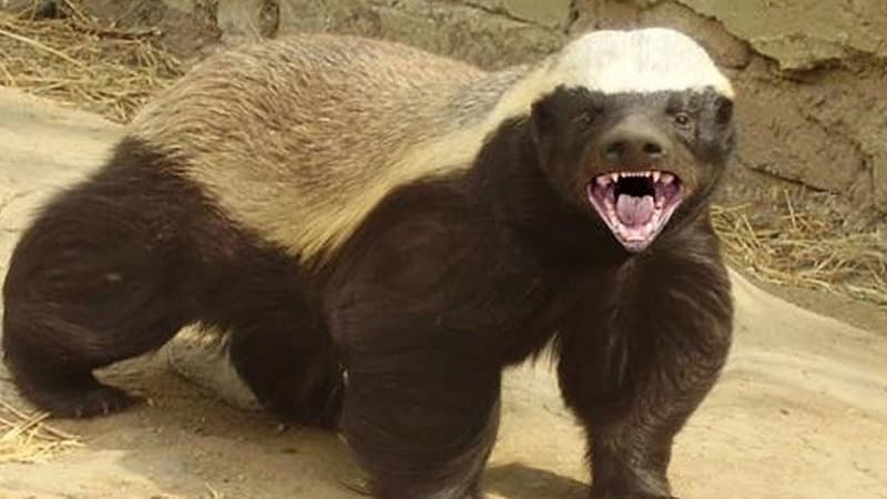 Honey Badger meme template - Honey Badger