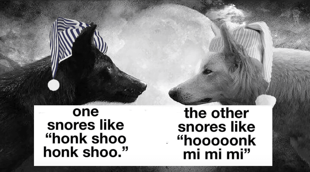 Honk Shoo / Honk Mimimi meme template - Honk Shoo Honk Mimimi