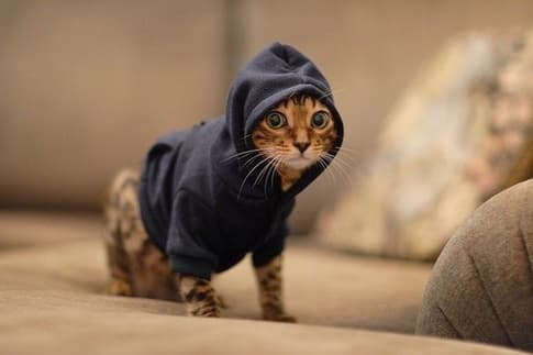 Hoody Cat