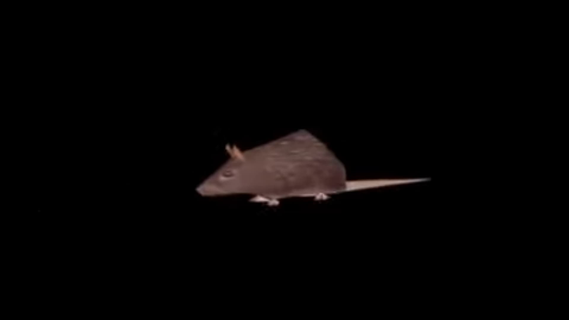 Horizontally Spinning Rat meme template - Horizontally Spinning Rat