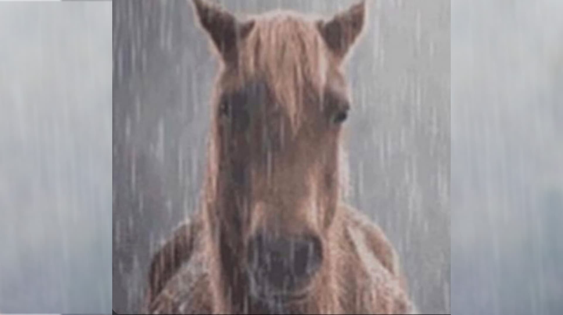 Horse in the Rain meme template - Horse in the Rain meme generator