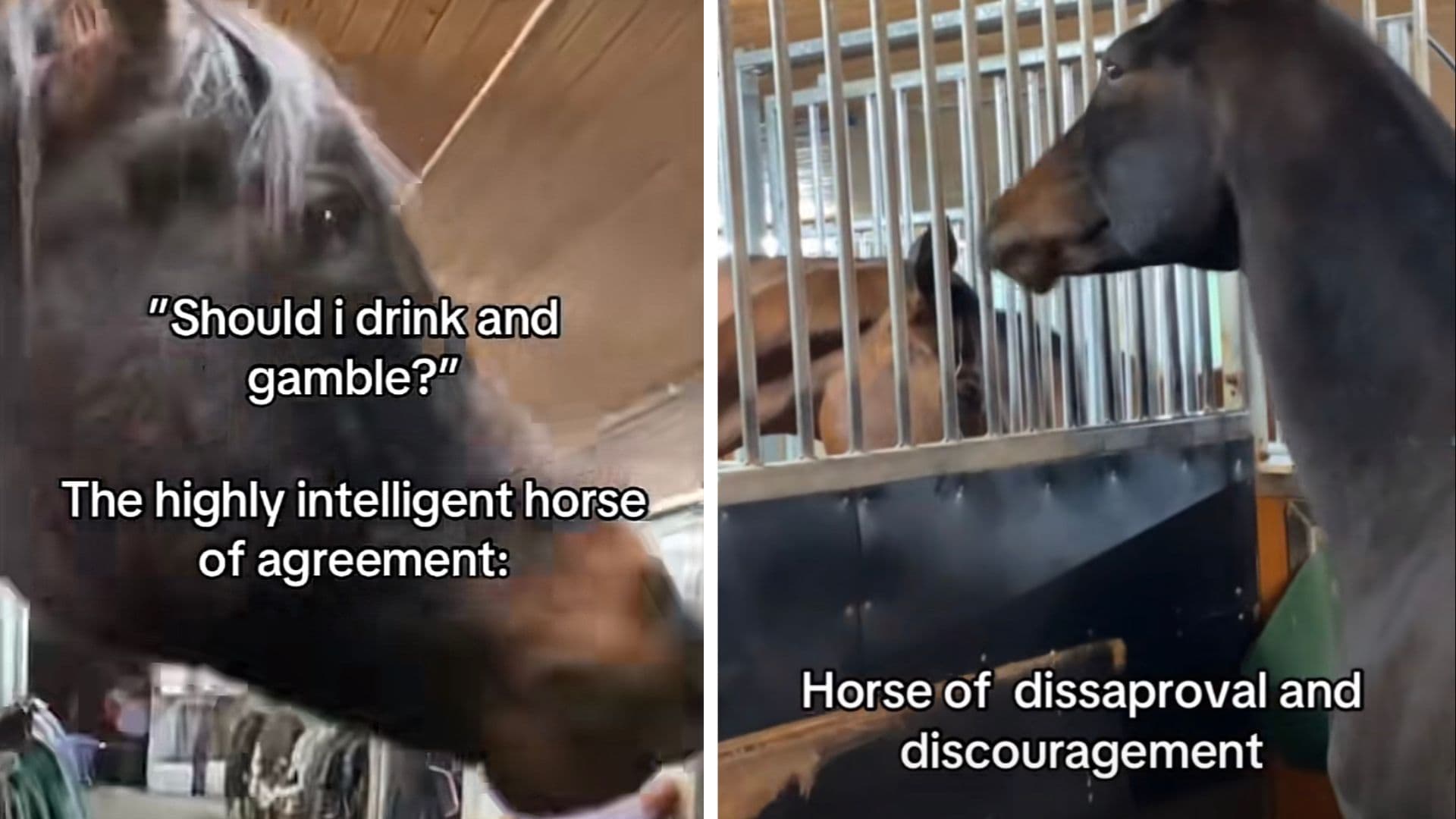 Horse of Absolute Agreement and Understanding meme template - Horse of Absolute Agreement