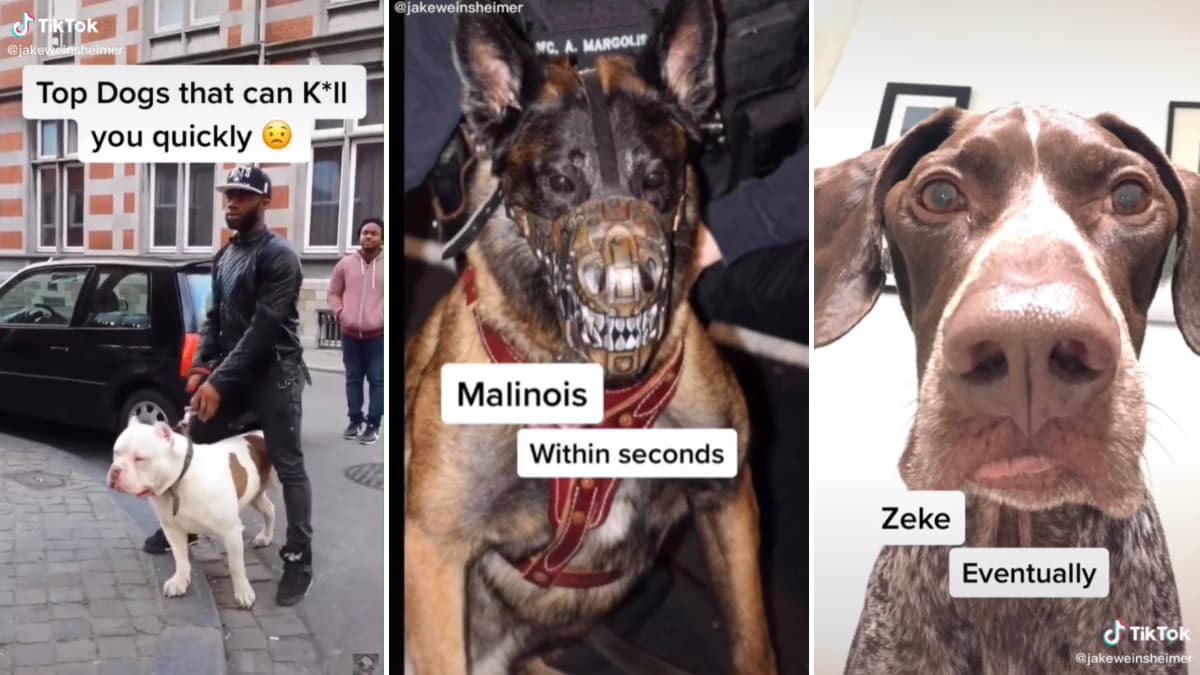 How Fast These Dogs Will Kill You meme template - How Fast These Dogs Will Kill You