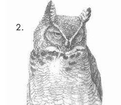 How To Draw an Owl meme template - How To Draw an Owl