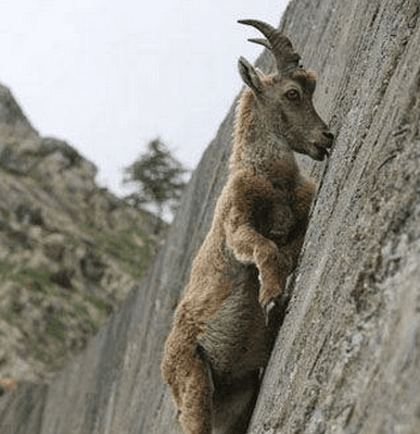 I Crave That Mineral meme template - I Crave That Mineral