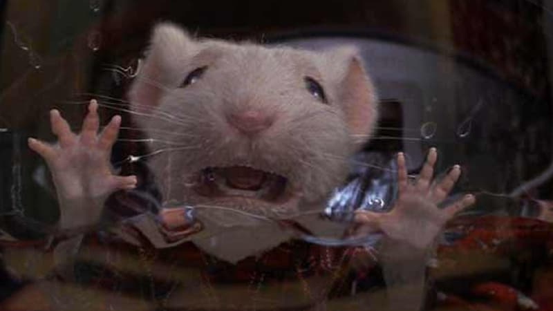 I Hate Stuart Little meme template - I Hate Stuart Little