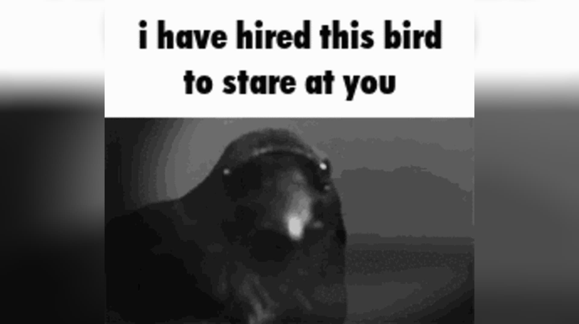I Have Hired X to Stare at You meme template - I Have Hired X to Stare at You