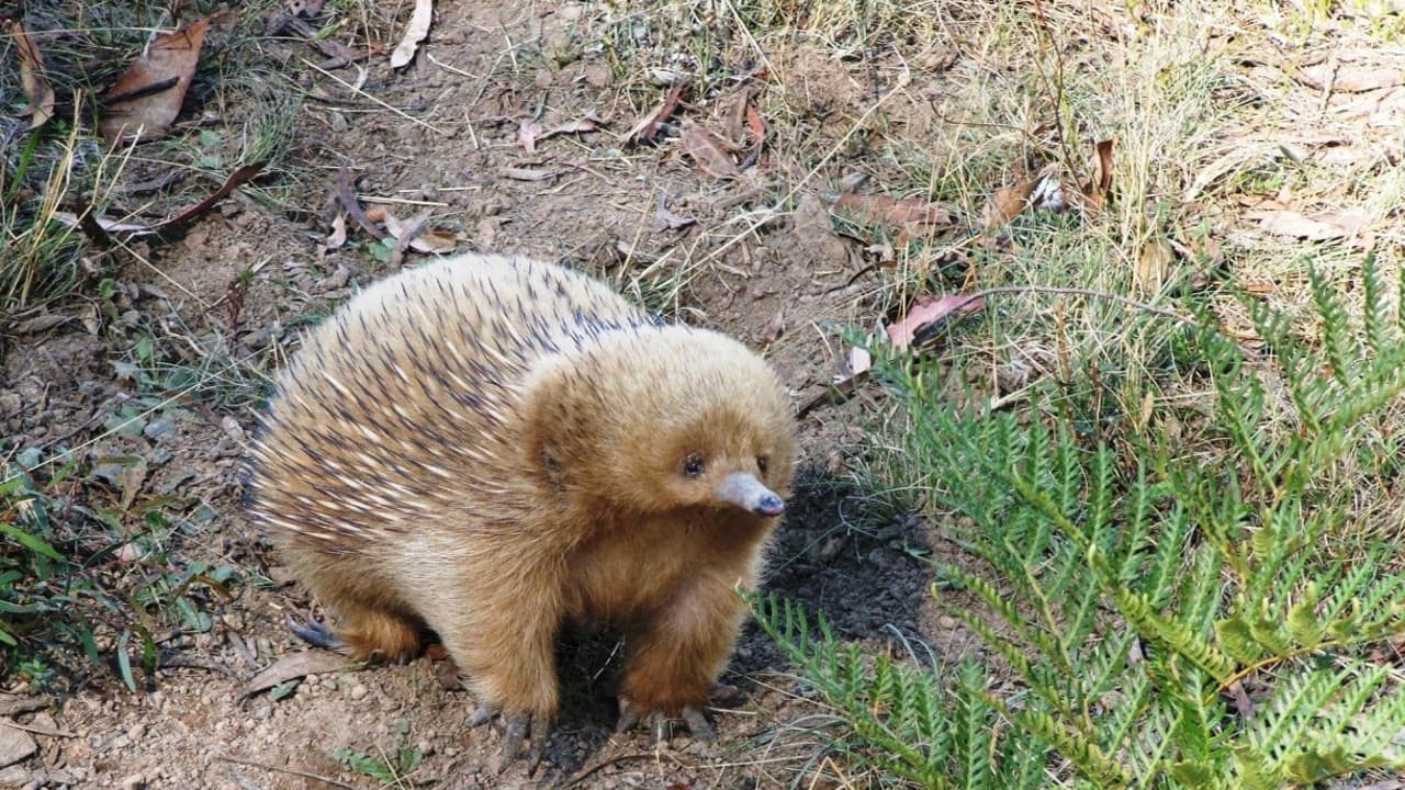 I Think It Can Digging In The Ground For Tubers meme template - Digging For Tubers