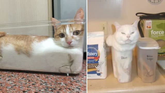 If It Fits I Sits meme template - If It Fits I Sits