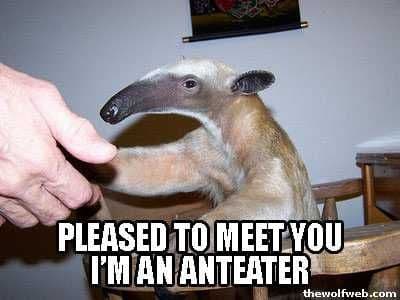 I'm an Anteater!!! meme template - I'm an Anteater