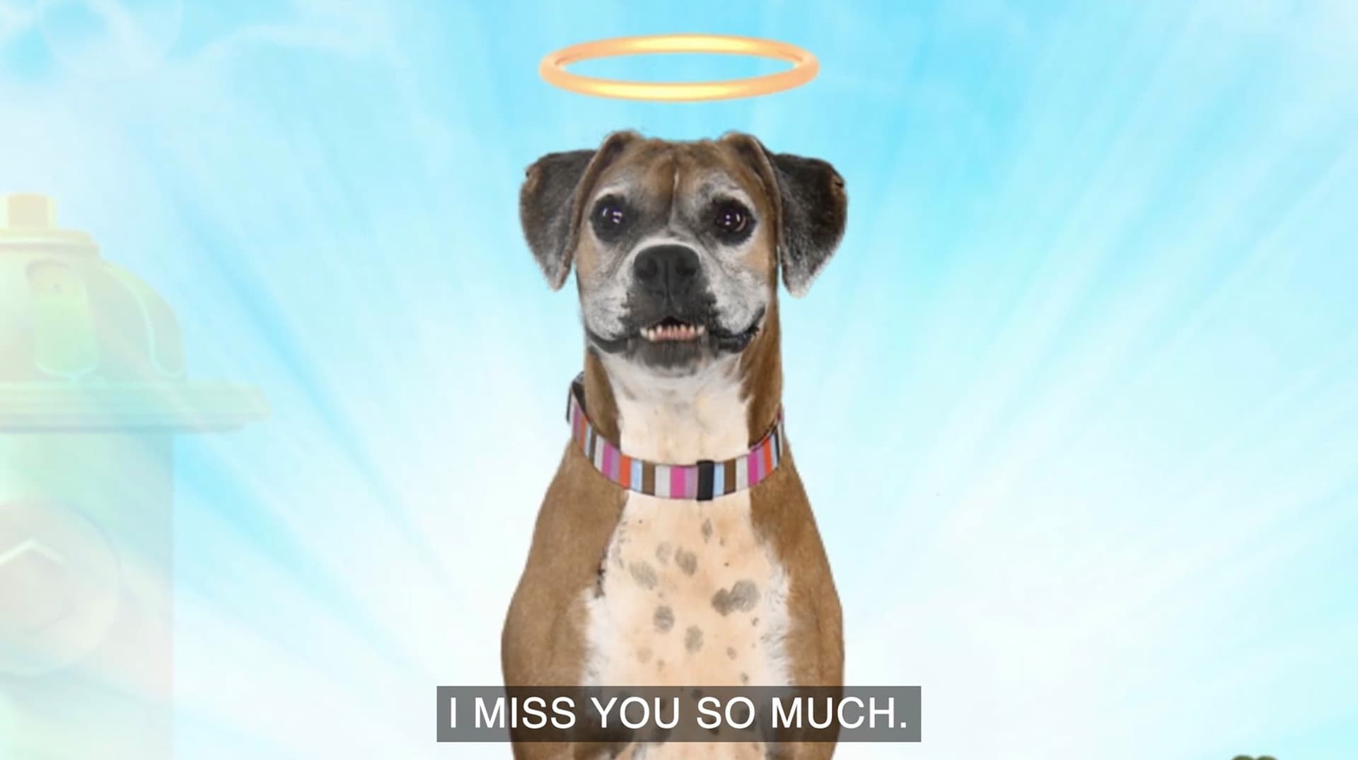 I’m In Heaven Now! So Sorry I Died. I Miss You So Much / Nathan For You's "Dog Heaven" meme template - Nathan For You