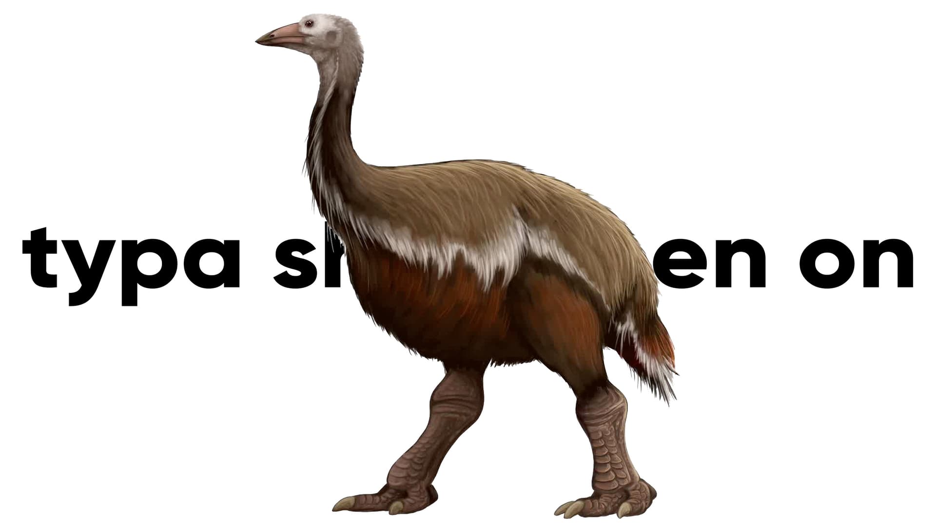 I'm The Biggest Bird meme template - I'm The Biggest Bird