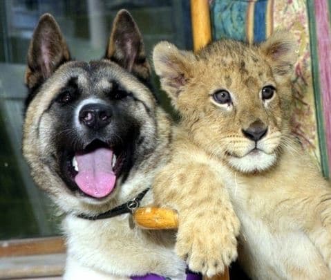 Interspecies Friendship meme template - Interspecies Friendship