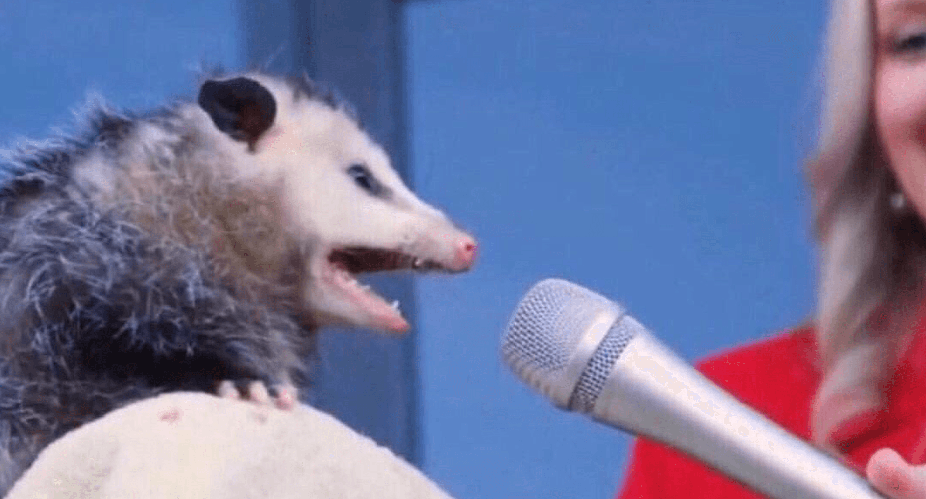 Interview Possum meme template - Interview Possum