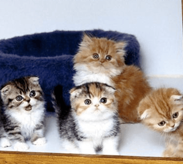 Itteh Bitteh Kitteh Committeh meme template - Itteh Bitteh Kitteh Committeh