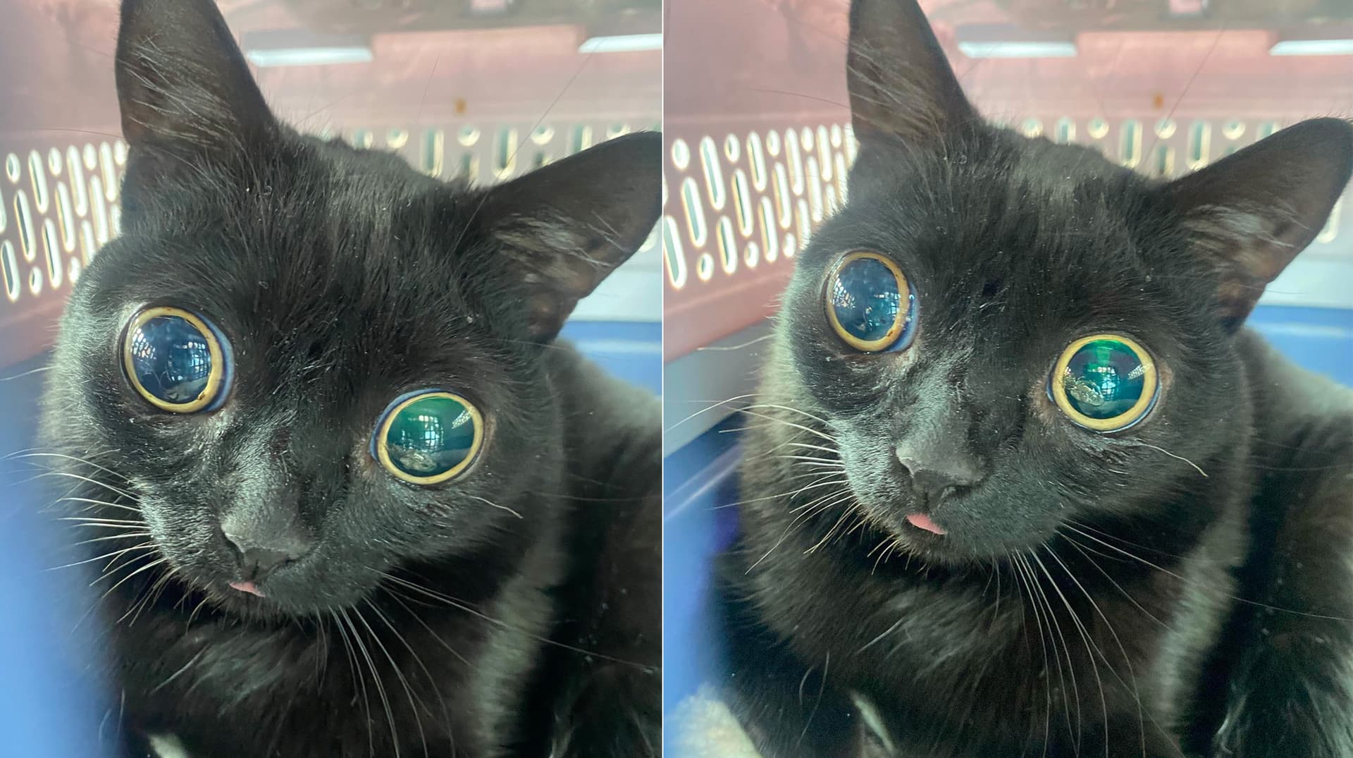 Jinx the Cat meme template - Jinx the Cat