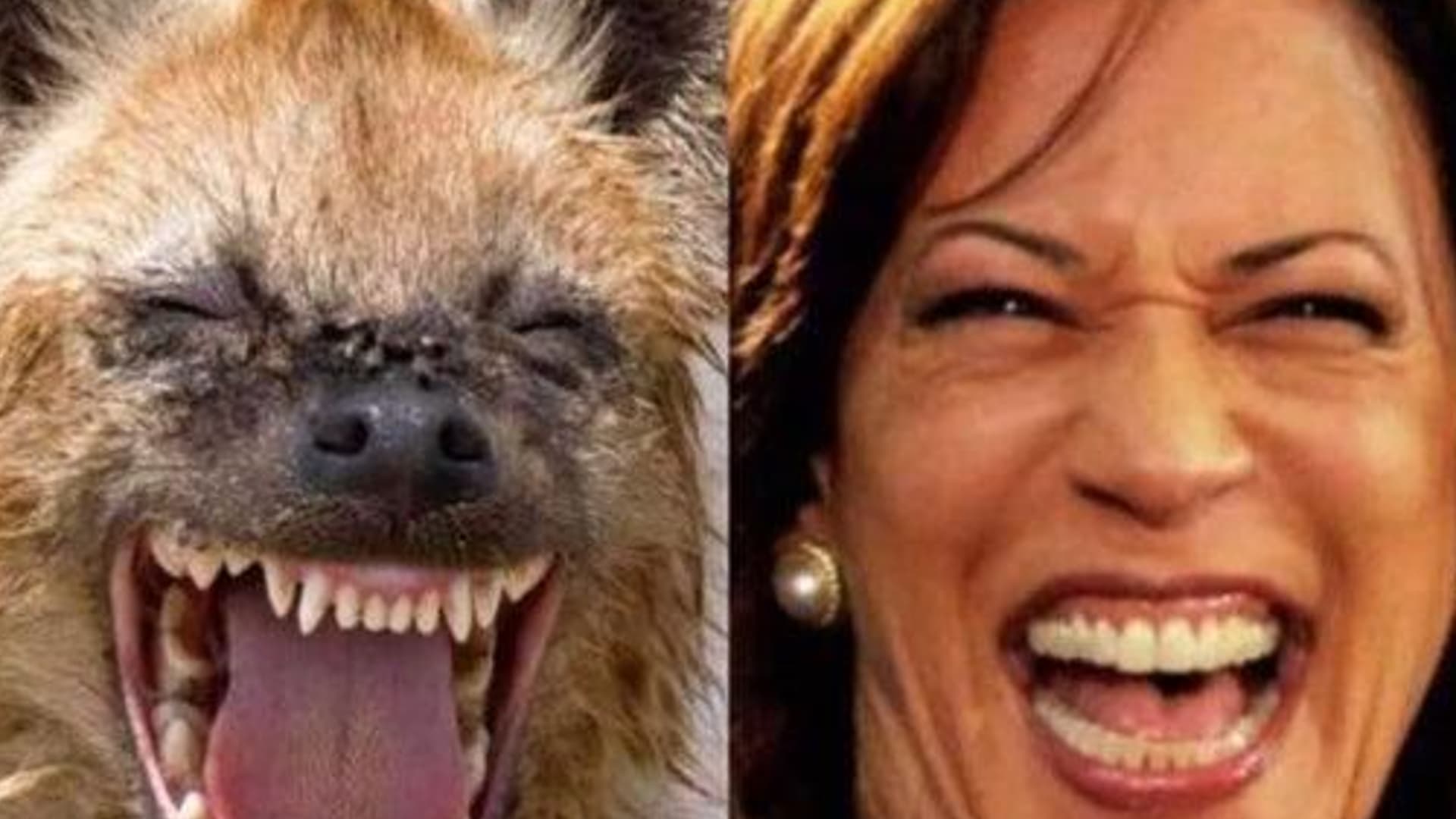 Kamala Harris Laughing Hyena Comparisons meme template - Kamala Harris Laughing