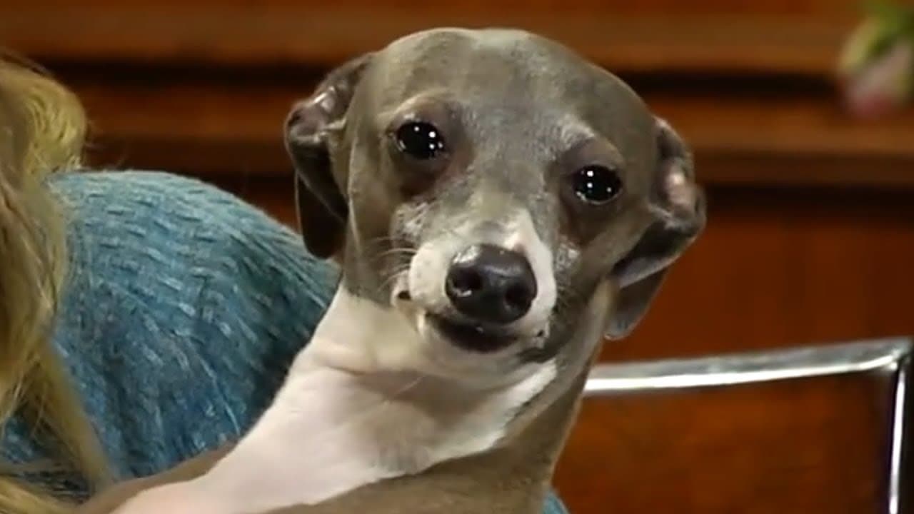 Kermit the Dog meme template - Kermit the Dog