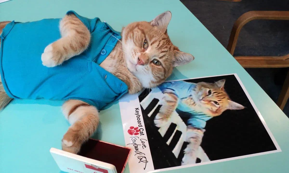 Keyboard Cat meme template - Keyboard Cat