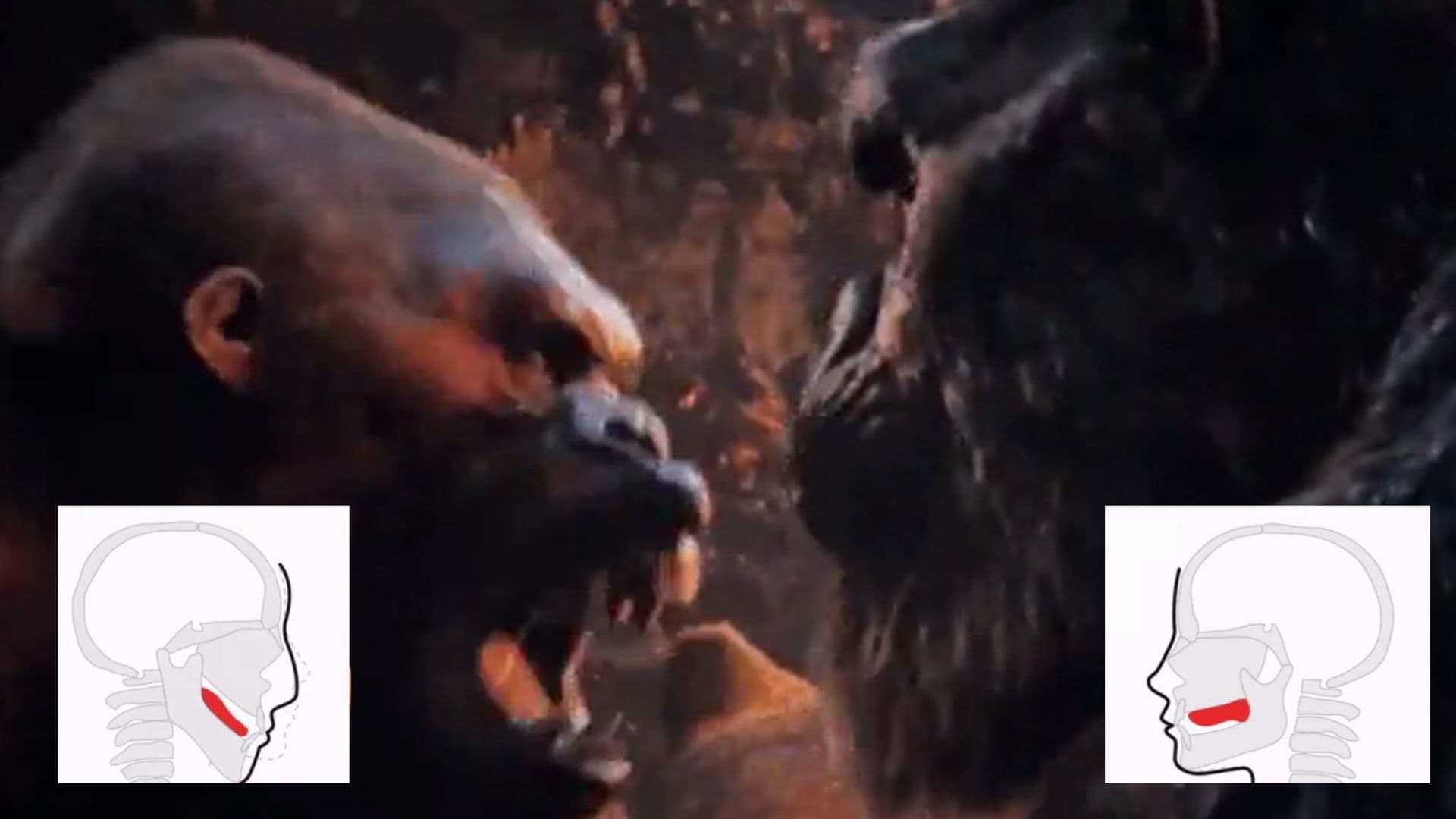 King Kong Punching a Gorilla GIF / Kong Mewing meme template - King Kong Mewing GIF